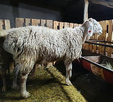 уй сатып алам бишкек: Сатам | Кочкор (эркек) | Арашан | Көбөйтүү үчүн | Асыл тукумдуу, Жасалма жол менен боозутуу — 1