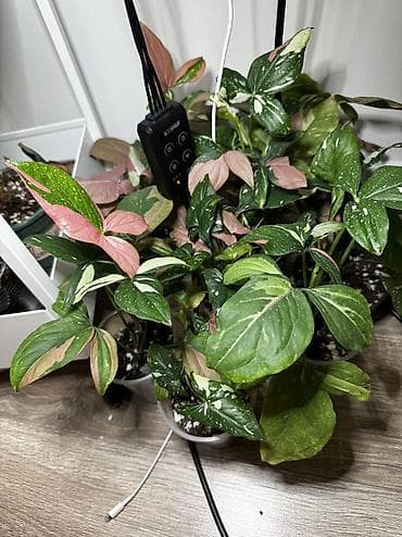 влажность: Сингониум Ред спот триколор Хороший вар Самовывоз 7 мкр - Уход — 2