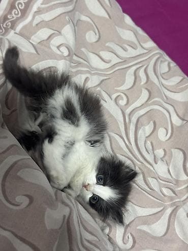 племенные коровы: Хочу отдать котёнка в надёжные руки котёнку около полтора месяца — 8