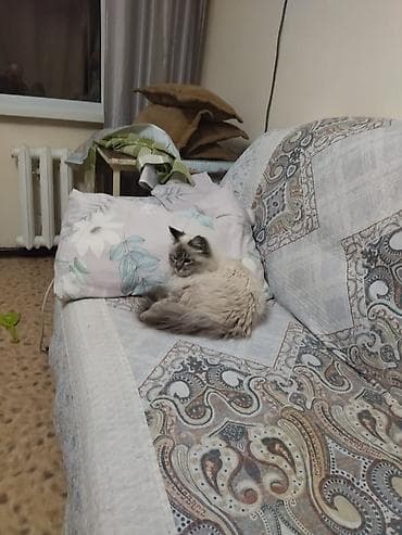 русская белая кошка: Кот в добрые руки. Пушистый котик с — 5