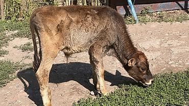 тайлар ургачы: Продаю | Корова (самка), Бык (самец), Тёлка — 1