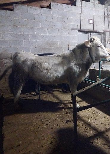 Другие животные: Продаю | Бык (самец) — 2