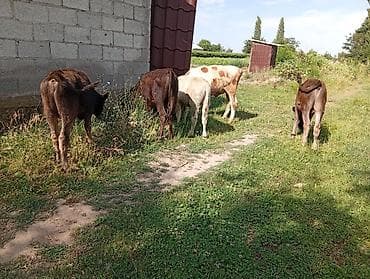 Үй жаныбарлары: Сатам | Бука (эркек) | Ангус | Бордоп семиртүү үчүн — 5