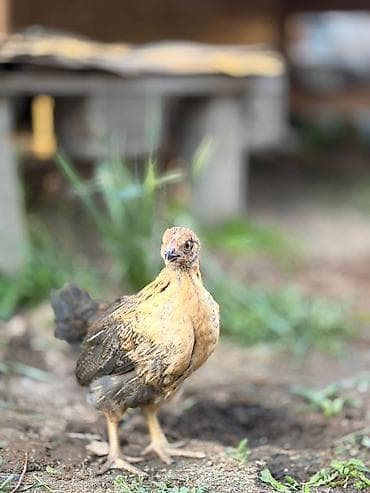 1 мальчик 2 котёнка: Продаю | Цыплята | Несушки — 5