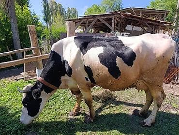 собака доберман сколько стоит: Продаю | Корова (самка) | Голштин | Для молока | Привязанные — 5