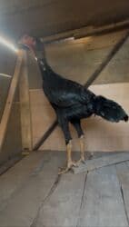 сколько стоит ожереловый попугай: Продаю жужика, 7 месяцев не открытый, кровь мощная, отец гиряч, все — 1