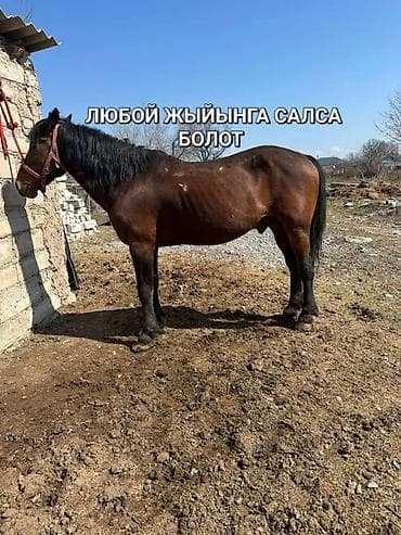 боб кет: Продаю | Жеребец | Конный спорт — 3