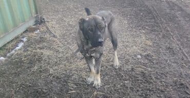 купить собаку шпиц: Овчарка, 1 год, Самка — 5