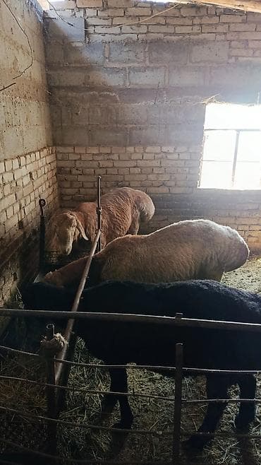 в связи с переездом отдам попугая жако в добрые руки: Продаю | Овца (самка) | Для разведения — 10