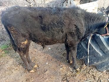 А/ч жаныбарларын сатып алам: Сатам | Бука (эркек) | Аргын | Бордоп семиртүү үчүн | Байланган — 5