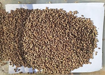 питомник саженцы: Семена Эспорцета (высушенные, очищенные) - Фракция: мелкие — 1