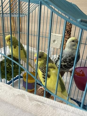седоголовый щегол: 🐦 Продаются волнистые попугаи! 🐦 Красивые, активные и общительные — 4