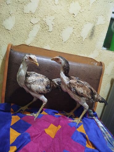 купить куры: Дакан 6 месяцев — 2