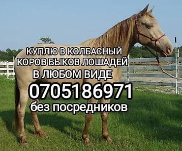 дом для животных: Частное лицо, Колбасный цех : Коровы, быки, Лошади, кони, | Круглосуточно, Любое состояние, Забитый — 1