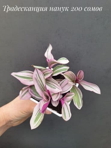 живые растения в аквариум купить: Комнатные растения, цветы (молодые растения, взрослые экземпляры). Не — 13