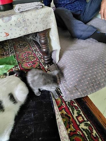 серая сибирская кошка: Кошка даром: Беспородная, 2 месяца, Мальчик, Приучена к лотку — 4