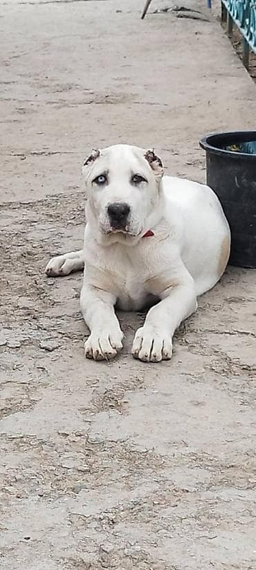 Алабай, 3 месяца, Самка, С родословной