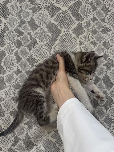котята даром бишкек: Кошка даром: Беспородная, 3 месяца, Девочка, Приучена к лотку, Проглистована — 3