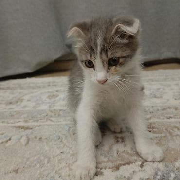 вислоухие кошки: Шотландский вислоухий котёнок (Scottish Fold) отдам даром - Окрас — 4