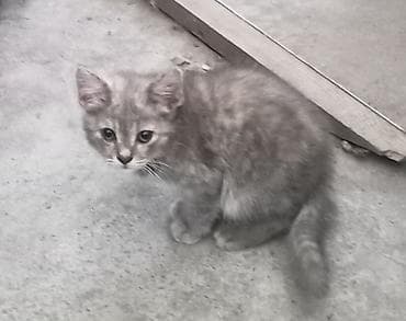 Котёнок серо-кремового окраса - Компактный пушистый котёнок с мягкой lalafo.kg да Котёнок серо-кремового окраса - Компактный пушистый котёнок с мягкой