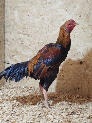 витамины для животных: Дакан короздор сатылат алмашу жолдору бар адрес Заря Тынчтык конушу — 10