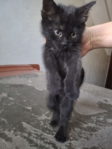 котенок породистый: 2 месяца, Мальчик, Черный — 6