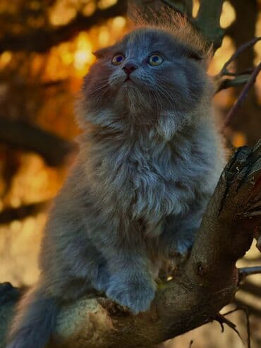 египетская кошка сфинкс: Продается котёнок Шоколадная шотландская хайленд-девочка ищет дом — 5