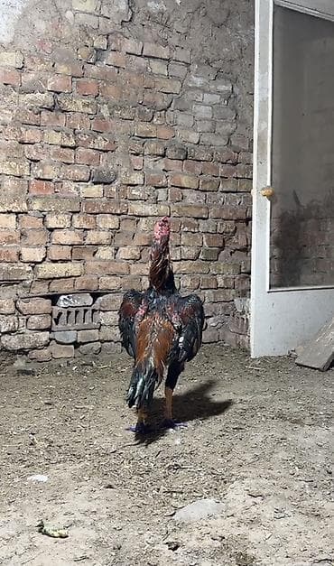 парода уйлар: Продаю | Петух | Бойцовая | Для разведения — 2