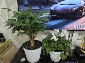 кастрюля большая: Спатифиллум (Spathiphyllum) в декоративном кашпо - Крупный, густой — 19