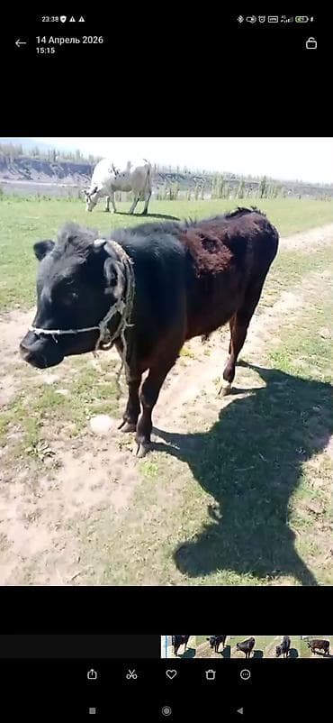 бенгальские кошки цена бишкек: Продаю | Бык (самец) | На откорм | Привязанные — 1