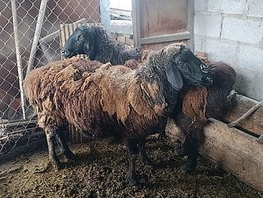 Продаю | Овца (самка) | Для разведения, На забой | Матка