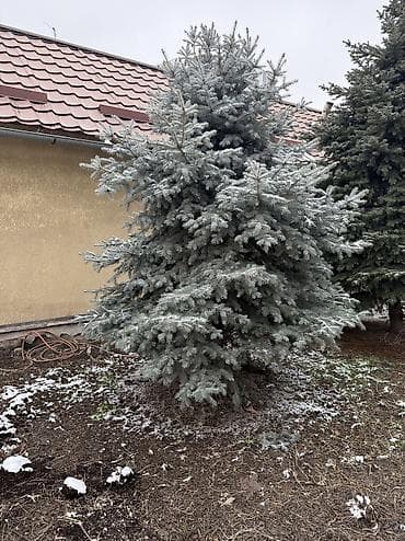 Балатылар: Ели, 3 шт. - Порода: декоративные хвойные ели (разные оттенки кроны — — 3