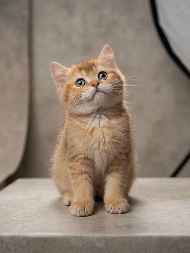 Британская короткошёрстная, 1 месяц, Мальчик, Золотая шиншилла