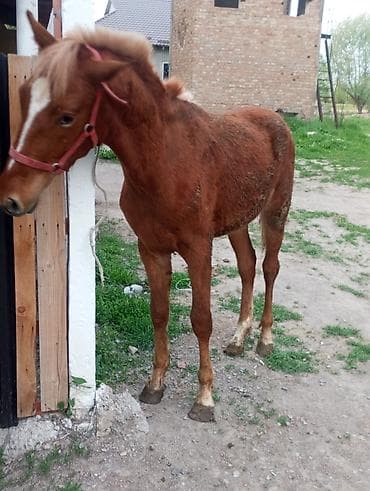 мышык кошка: Сатам | Тай — 2