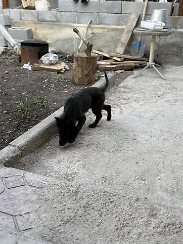 щенки немецкий овчарки: Восточноевропейская овчарка, 2 месяца, Самец, С прививкой, С родословной — 2