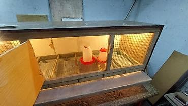 курица купить: Брудер/клетка для выращивания цыплят и другой птицы Внимание!!! Прошу — 5