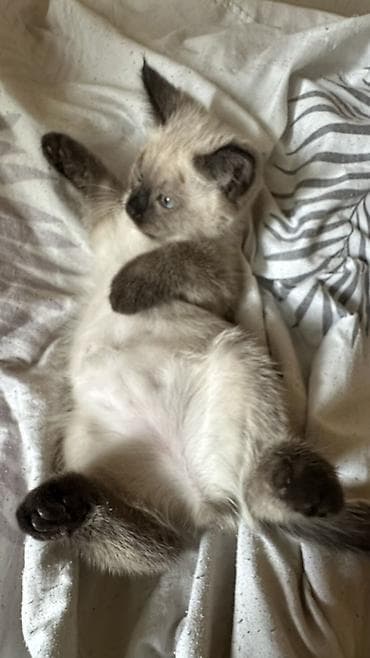 английская кошка: Кошка даром: Беспородная, 2 месяца, Мальчик, Метис, Приучена к лотку — 2