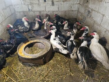 зоомагазин бишкек с животными: Селезни — 3