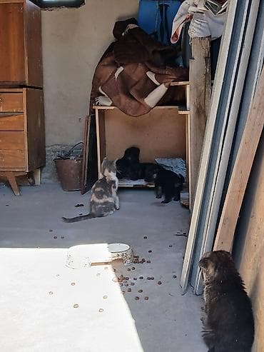 рысь кошка: Продаю Щенков — 3