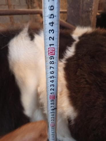 романовский бараны: Продаю | Тёлка | Полукровка | На откорм | Искусственник — 2