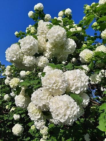 малина поле: Калина бульденеж (Viburnum opulus ‘Roseum’) Огромный бульденеж — 1