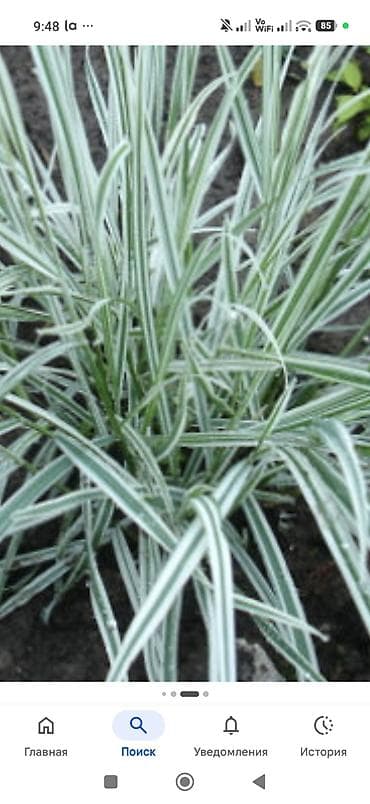 Комнатные растения: Комнатные растения и подвес для кашпо - Сансевиерия (Sansevieria — 6