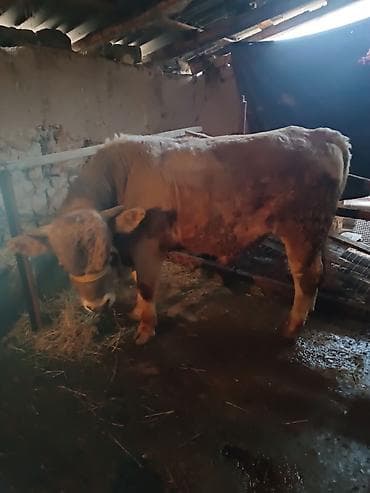 быки бука: Продаю | Бык (самец) | Швицкая — 6