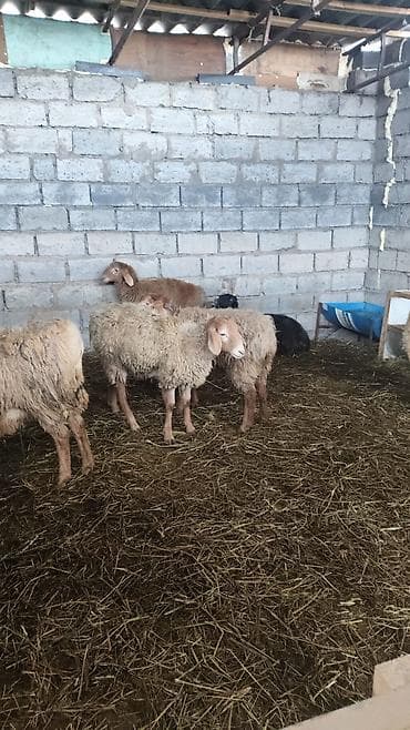 на баран: Продаю | Овца (самка) | Для разведения | Ярка — 9