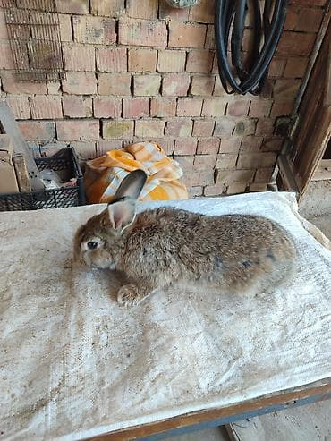 Животные: Продаю | Крольчиха (самка) | Серый великан | Для разведения | Племенные — 6