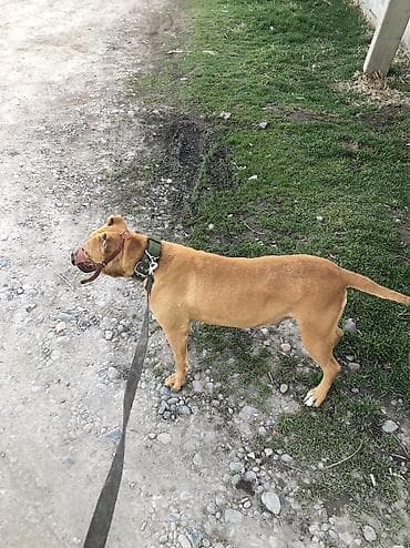 Ит бекер берем: Продаю пидбуля девочка молодая ешё или обмен — 1