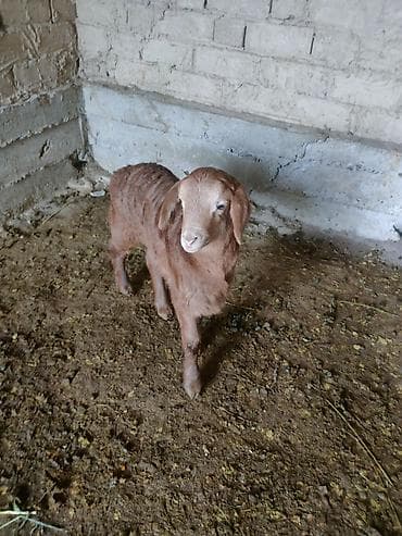 Аквариумдар: Сатам | Ургаачы кой (ургаачы) | Көбөйтүү үчүн | Ургаачы — 3