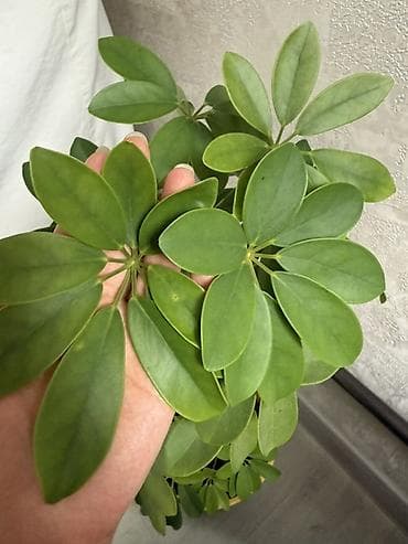 Шеффлера (Schefflera arboricola) в горшке. - Компактное вечнозелёное