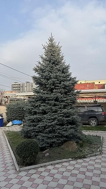 Ель голубая крупномер для ландшафта - Примерная высота: около 6-7 м;
