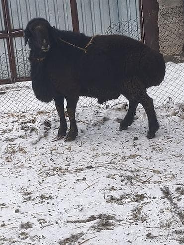 латки для яиц: Продаю | Баран (самец) | Арашан | Для разведения | Племенные, Осеменитель — 1